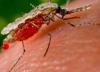 Malária contaminou 228 milhões e matou 405 mil pessoas no ano passado